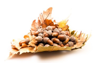 Brown Acorns on Oak Leaves