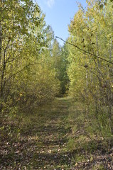 path in the woods
