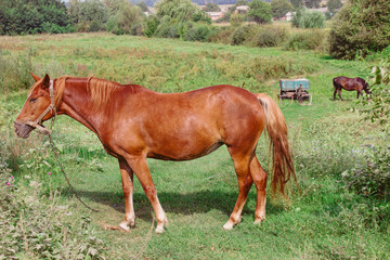 Brown horses on a green meadow