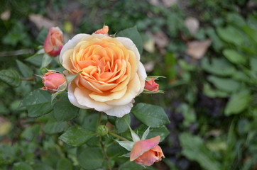 pink rose in garden