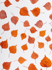 Autumn leaves isolated on white background. Autumn leaves background. Autumn composition. Frame made of autumn leaves on white