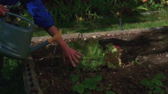 Watering salad