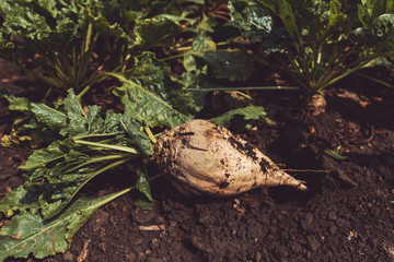 Extracted sugar beet root crop