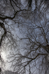 the sky from beneath the snowy trees