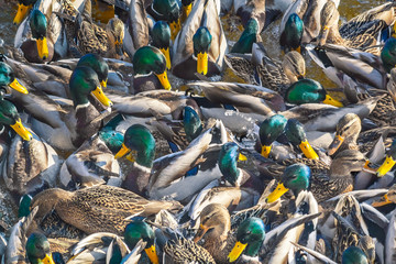 Feeding ducks mallard on the river