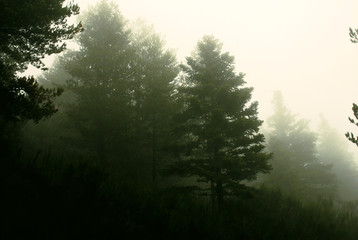 Pine forest in fog during autumn