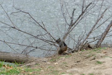 squirrel plotting revenge
