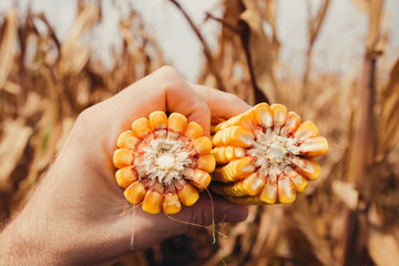 Farmer holding corn on the cob broken in half