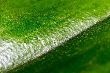 the leaves of the Orchid macro