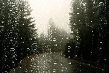 Raindrops on car window, pine forest on a rainy day of autumn