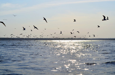 Fototapeta na wymiar Flock of birds over the river