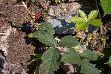 Wild blackberries growing freely in nature. Ripe and unripe berries on a bush