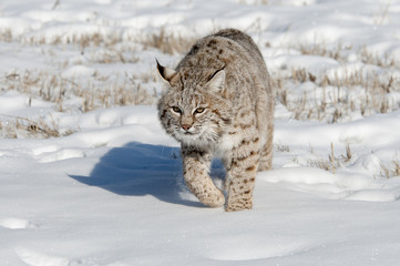 Lynx Hunting in Winter