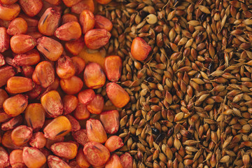 Corn and sorghum sudan grass seed