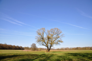 Obraz premium Baum auf einer Wiese