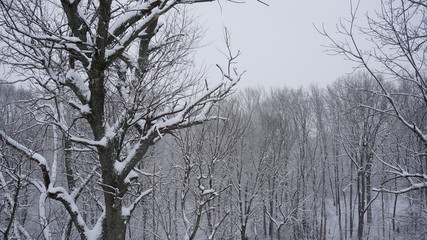 Snow Covered Trees