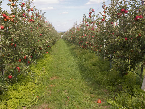 In dieser Obstbaumplantage hängen viele rote Äpfel an den Bäumen. Sie sind reif. Zeit für die Ernte.