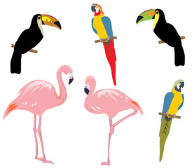 vector tropical birds
