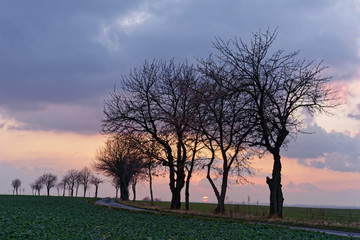 Series of tree silhouettes without leaves with different shapes on a deep dirt road in front of a striking cloud formation with setting sun, red and orange shades at sky - Location Germany
