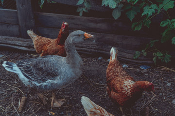 In the paddock on the farm grazing chicken with a goose