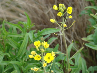 Patagonia's flora