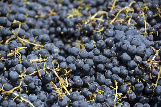 Vendemmia, Settembre, Italia