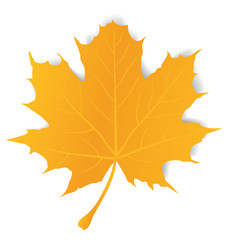 Vector Maple Leaf