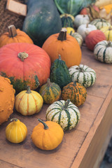 Different varieties of squashes and pumpkins on wooden background, Thanksgiving postcard concept