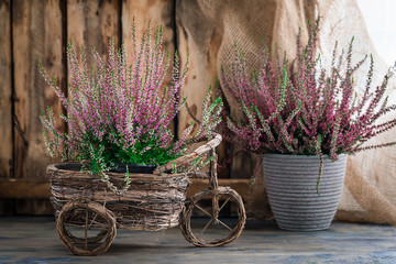 Cultivated potted pink calluna vulgaris or common heather flowers standing on wooden background - obrazy, fototapety, plakaty