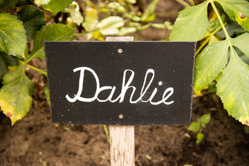 A sign on a field with growing dahlias