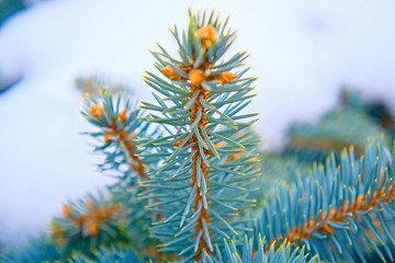 Branches of blue spruce.