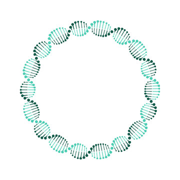 DNA Circle. Vector. Isolated.
