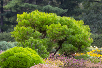 Obraz premium Cultivar dwarf mountain pine Pinus mugo var. pumilio in the rocky garden