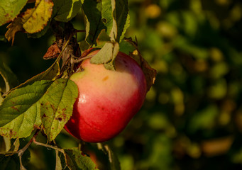 Red ripe apples on an Apple tree branch. Autumn, the harvest season.