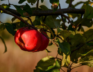 Red ripe apples on an Apple tree branch. Autumn, the harvest season.