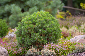 Cultivar dwarf mountain pine Pinus mugo var. pumilio in the rocky garden
