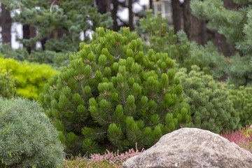 Cultivar dwarf mountain pine Pinus mugo var. pumilio in the rocky garden