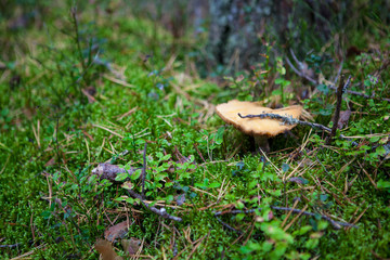 These mushrooms and plants grow in the Northern forests of Russia. This Karelia and Finland. Not all mushrooms are edible.