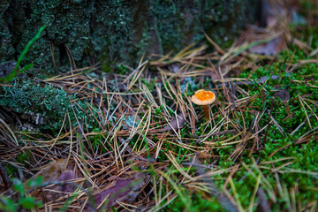 These mushrooms and plants grow in the Northern forests of Russia. This Karelia and Finland. Not all mushrooms are edible.