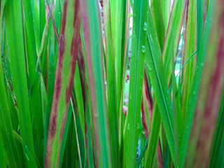 Fototapeta na wymiar Bright green grass with water dew background