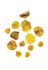 Naklejka premium autumn leaves isolated on white background