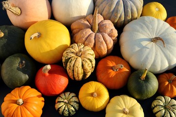 Pumpkins and  squash.