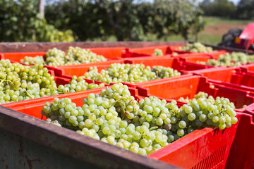 Kisten mit weissen Trauben bei der Weinlese