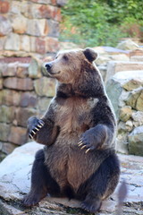 brown bear at the zoo