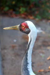 the head of the bird