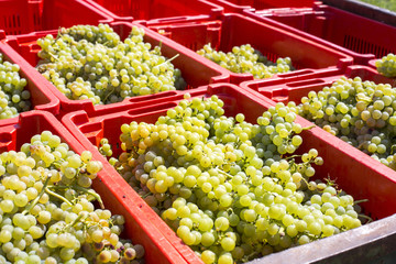 Kisten mit weissen Trauben bei der Weinlese