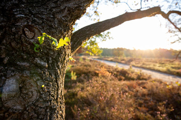 Leaf growing on a tree lit by the sun in the foreground with an out of focus view of the wider moorland heather landscape with a path passing by