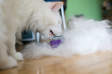 Woman using a comb brush the Albino cat. Cat chewing a brush