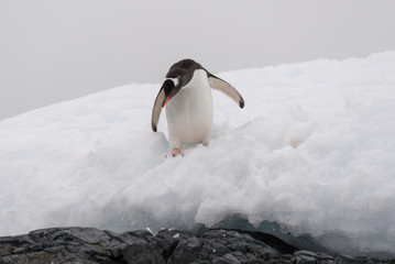 Gentoo penguin on beach