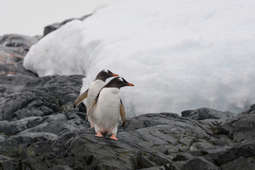 Two gentoo penguins going on beach